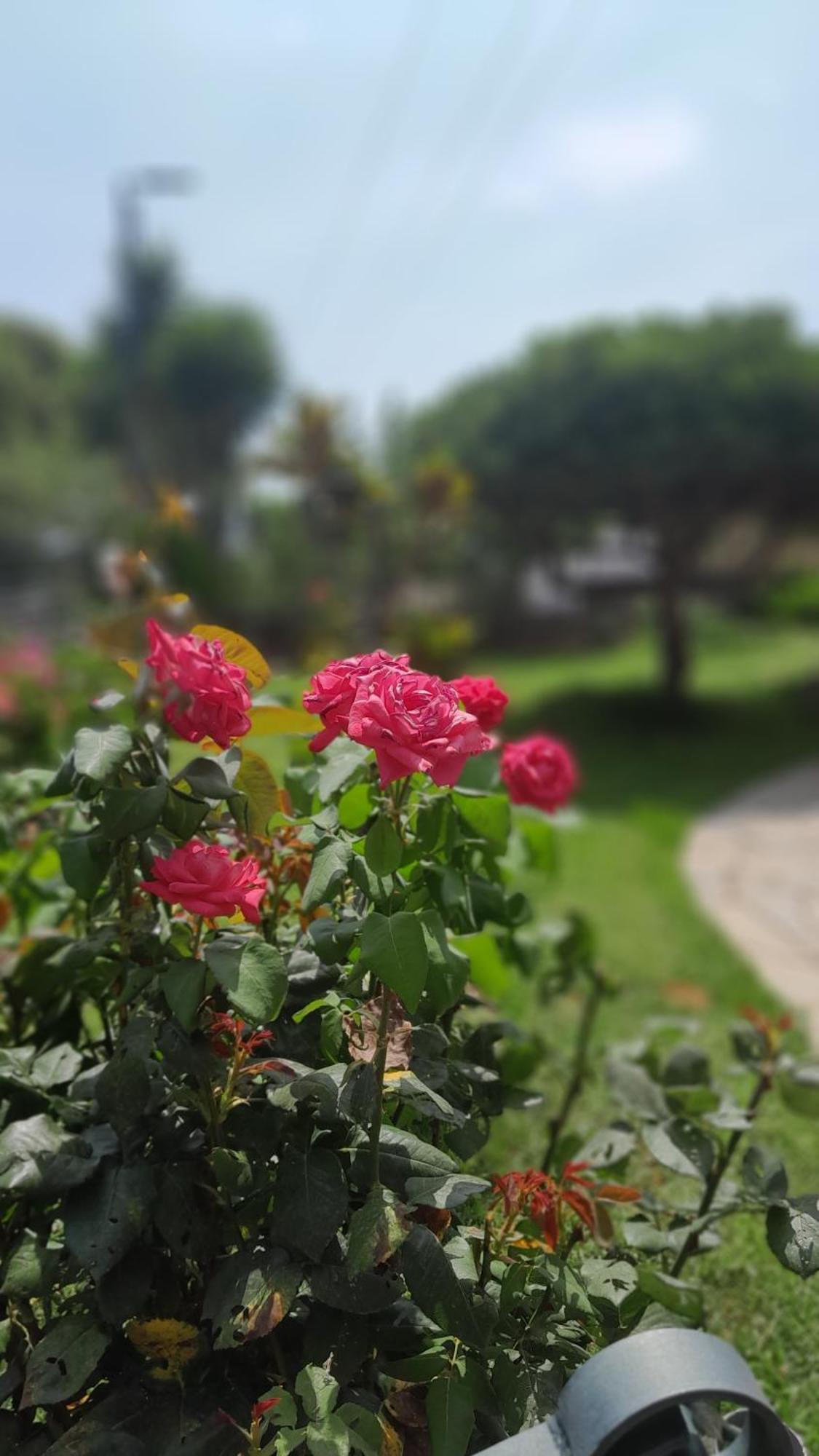 Paradise Dhaskalion المظهر الخارجي الصورة
